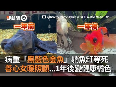 金魚黑色|【黑金魚】揭開黑金魚的神秘：風水象徵、飼養秘訣與令人難以置。